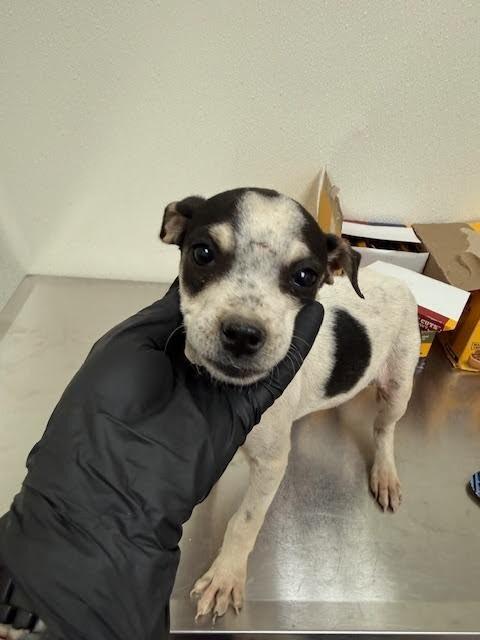 Enlarge Oreo, a Adoptable Mixed Breed in Hobbs, NM image 3/6