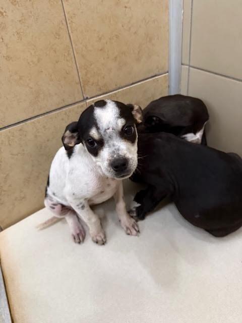 Enlarge Oreo, a Adoptable Mixed Breed in Hobbs, NM image 4/6