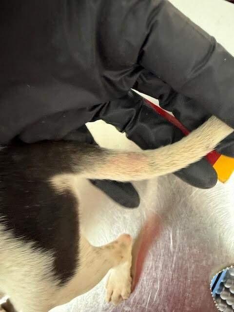 Enlarge Oreo, a Adoptable Mixed Breed in Hobbs, NM image 5/6