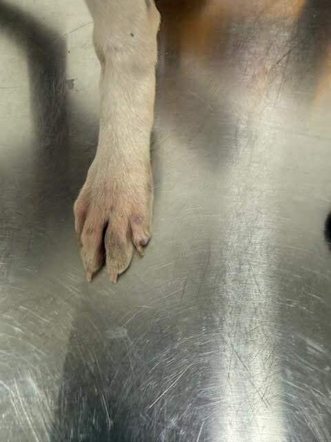 Enlarge Oreo, a Adoptable Mixed Breed in Hobbs, NM image 6/6