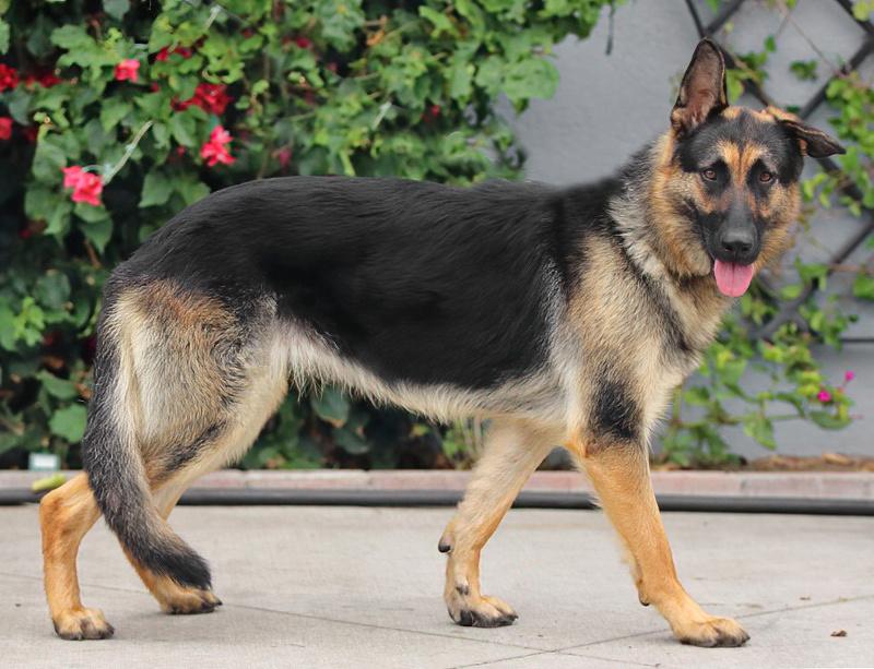 Enlarge Gabi von Garmish, a Adoptable German Shepherd Dog in Los Angeles, CA image 6/6