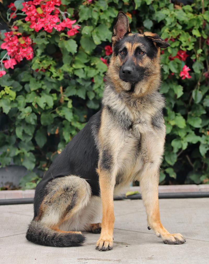 Enlarge Gabi von Garmish, a Adoptable German Shepherd Dog in Los Angeles, CA image 4/6