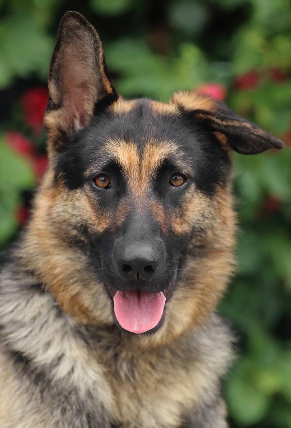 Gabi von Garmish, Adoptable, Young Female German Shepherd Dog.