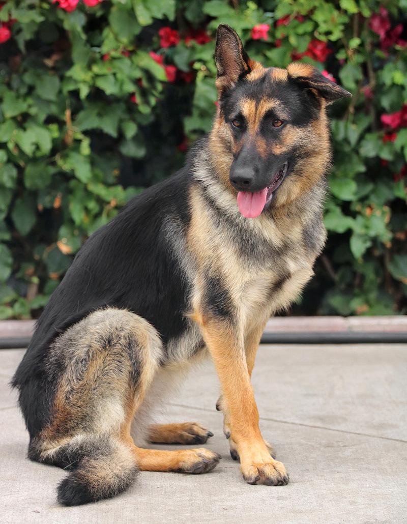 Enlarge Gabi von Garmish, a Adoptable German Shepherd Dog in Los Angeles, CA image 5/6