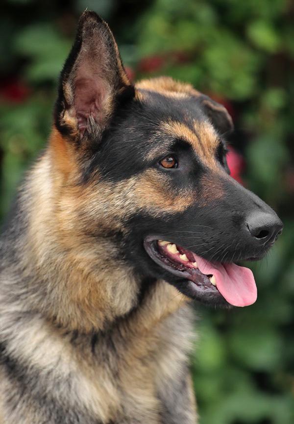 Enlarge Gabi von Garmish, a Adoptable German Shepherd Dog in Los Angeles, CA image 3/6