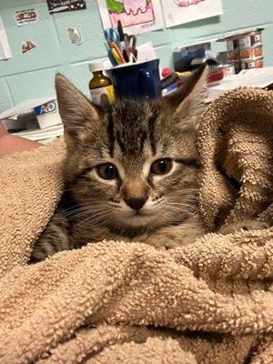 Enlarge Dominick, a Adopted Domestic Short Hair in Williamsport, PA image 2/3