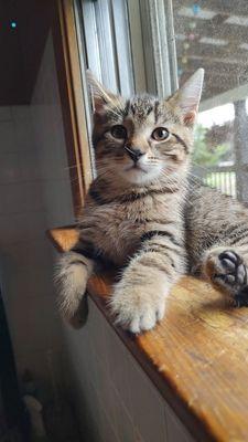 Enlarge Dominick, a Adopted Domestic Short Hair in Williamsport, PA image 3/3