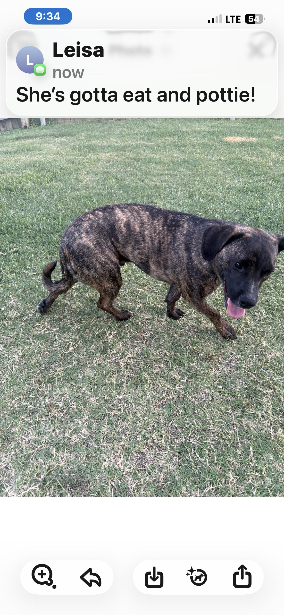 Enlarge Bean, a Adoptable mixed breed in Plano, TX image 1/2