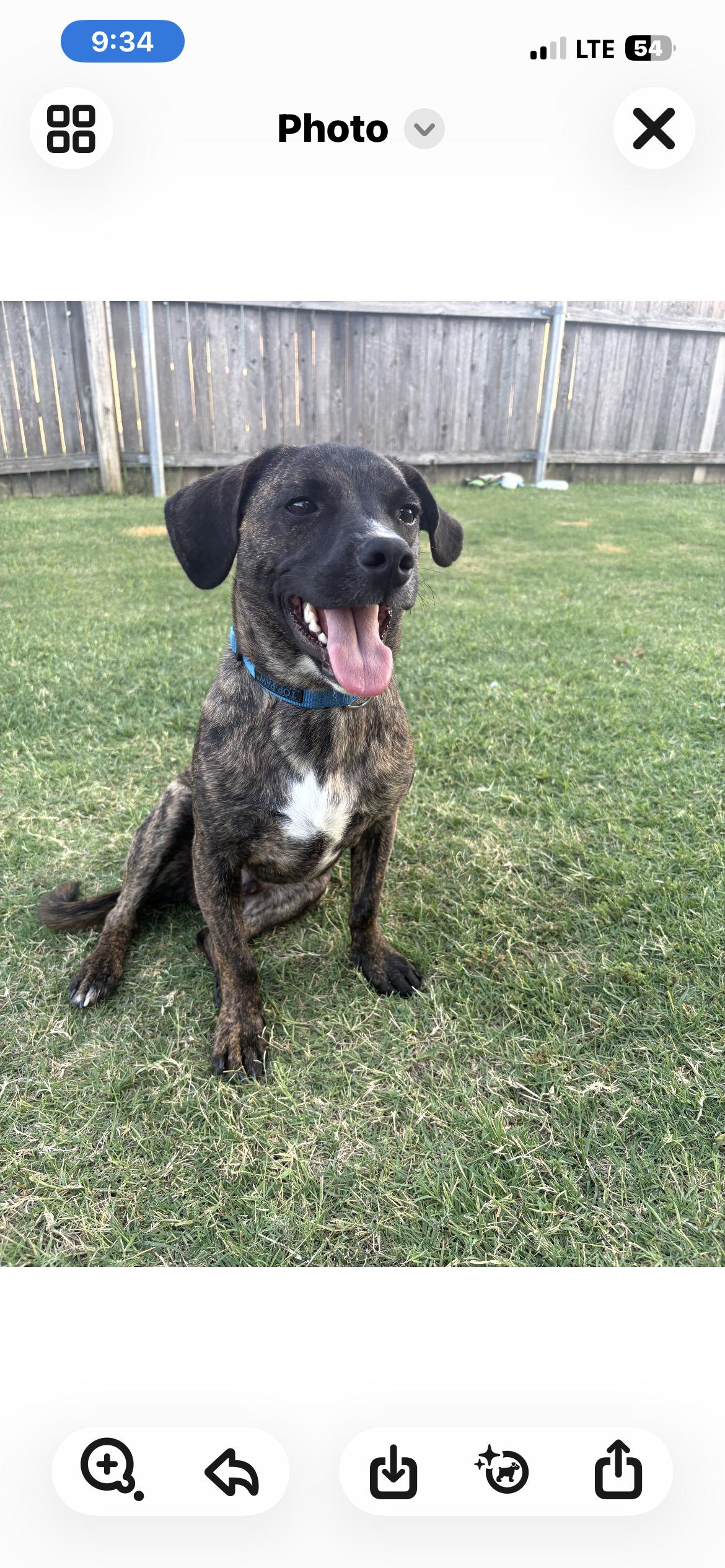 Enlarge Bean, a Adoptable mixed breed in Plano, TX image 2/2