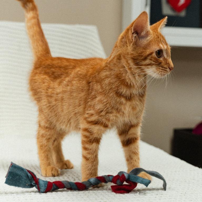 Wood Kitten 4(Birch), Adoptable, Kitten Male Domestic Short Hair.