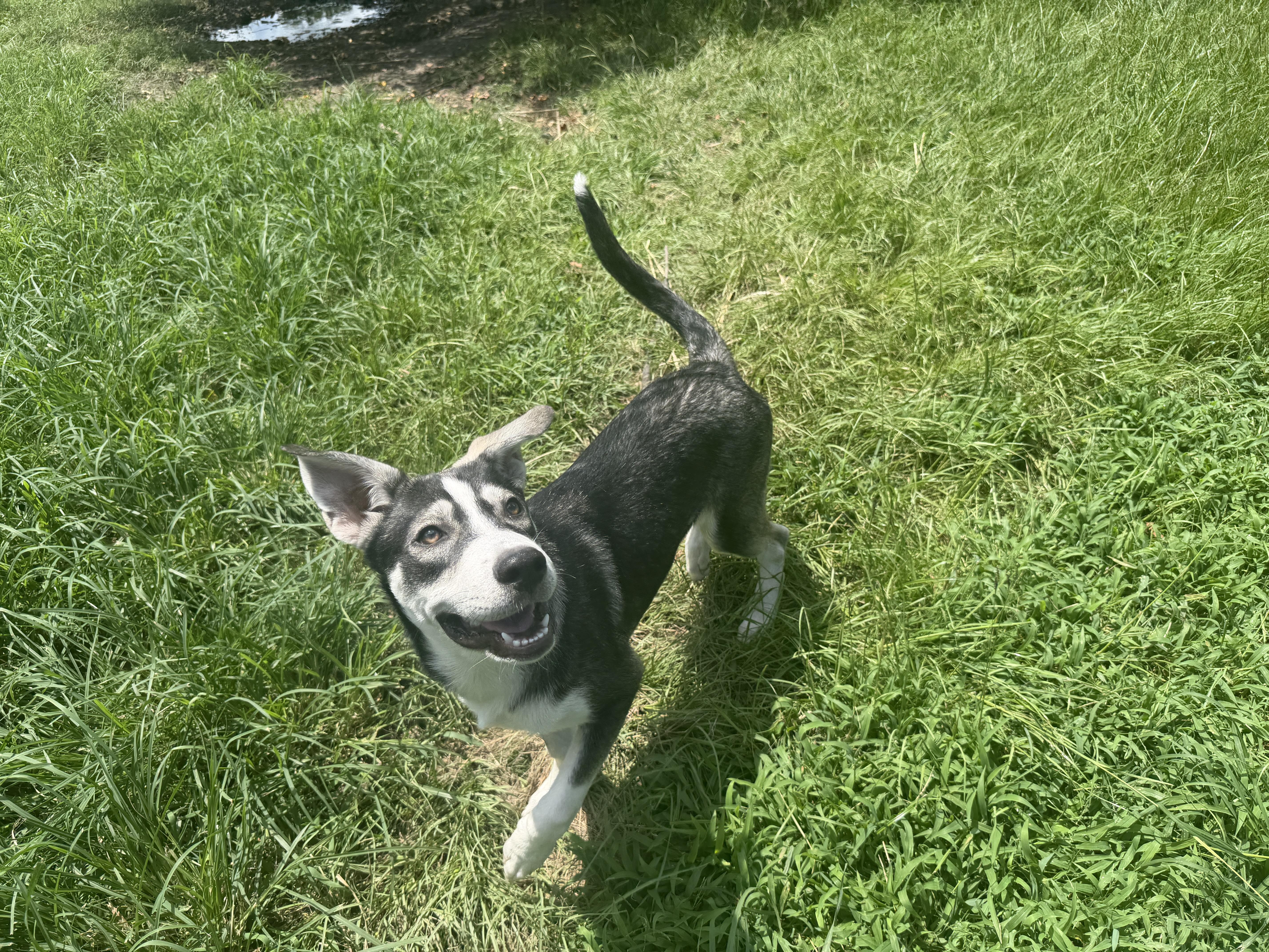 Zeus Pup, Adoptable, Puppy Male Siberian Husky.