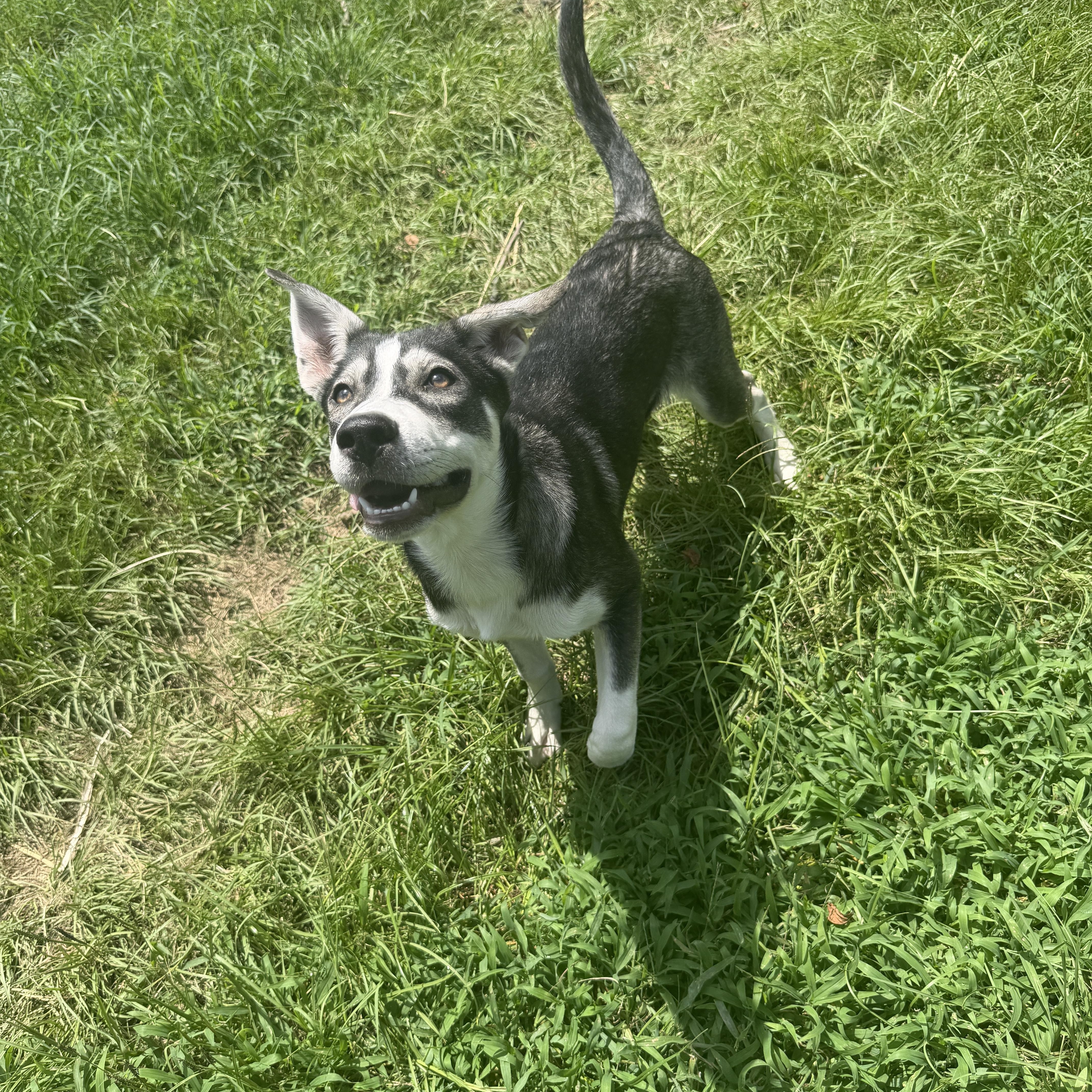 Enlarge Zeus Pup, a Adoptable mixed breed in Grove city, OH image 4/4