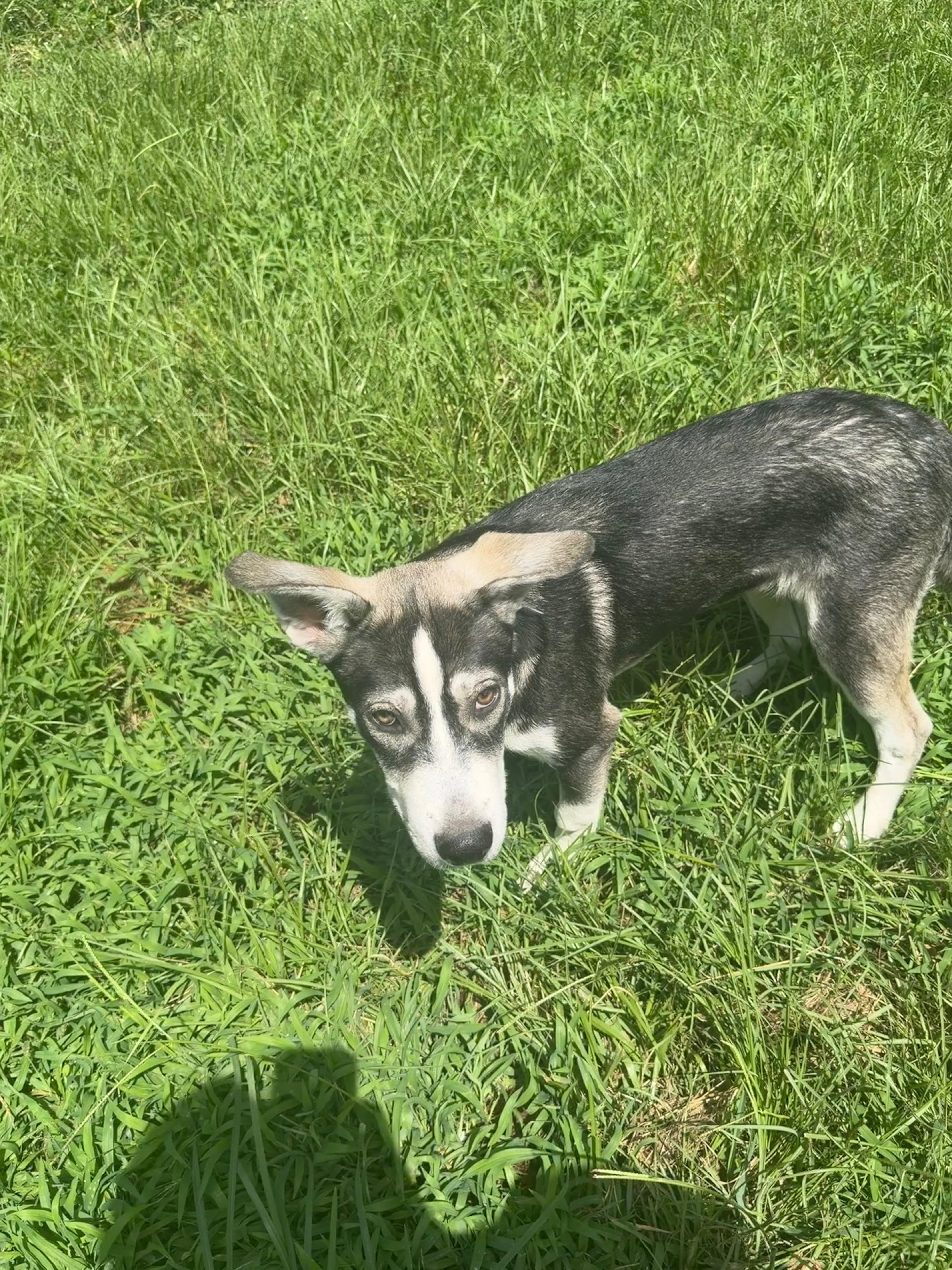 Enlarge Zeus Pup, a Adoptable mixed breed in Grove city, OH image 3/4