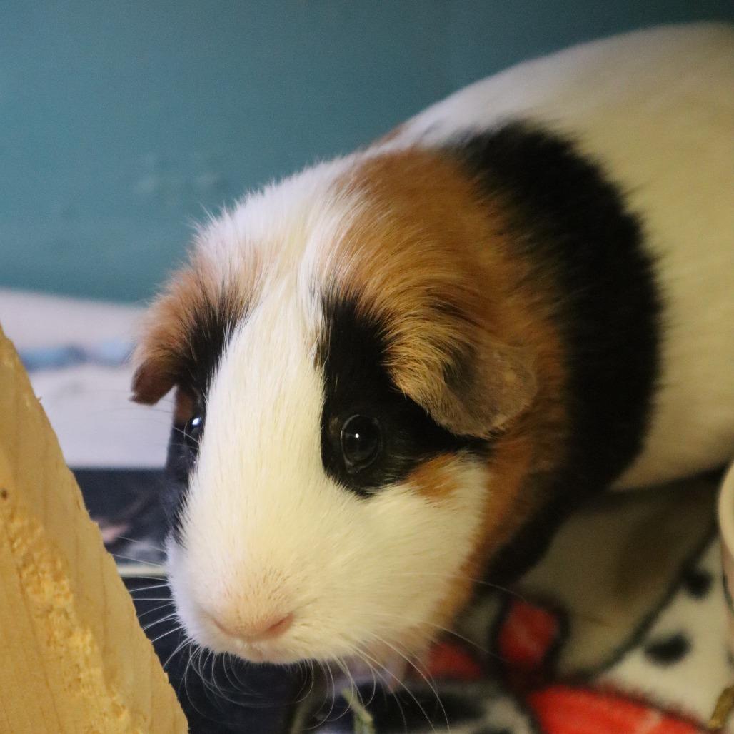 Honey, Adoptable, Adult Female Guinea Pig.