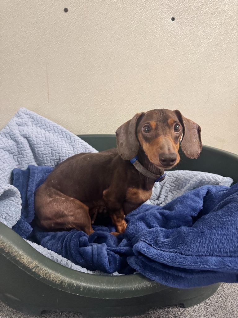 Joey, Adoptable, Adult Male Dachshund.