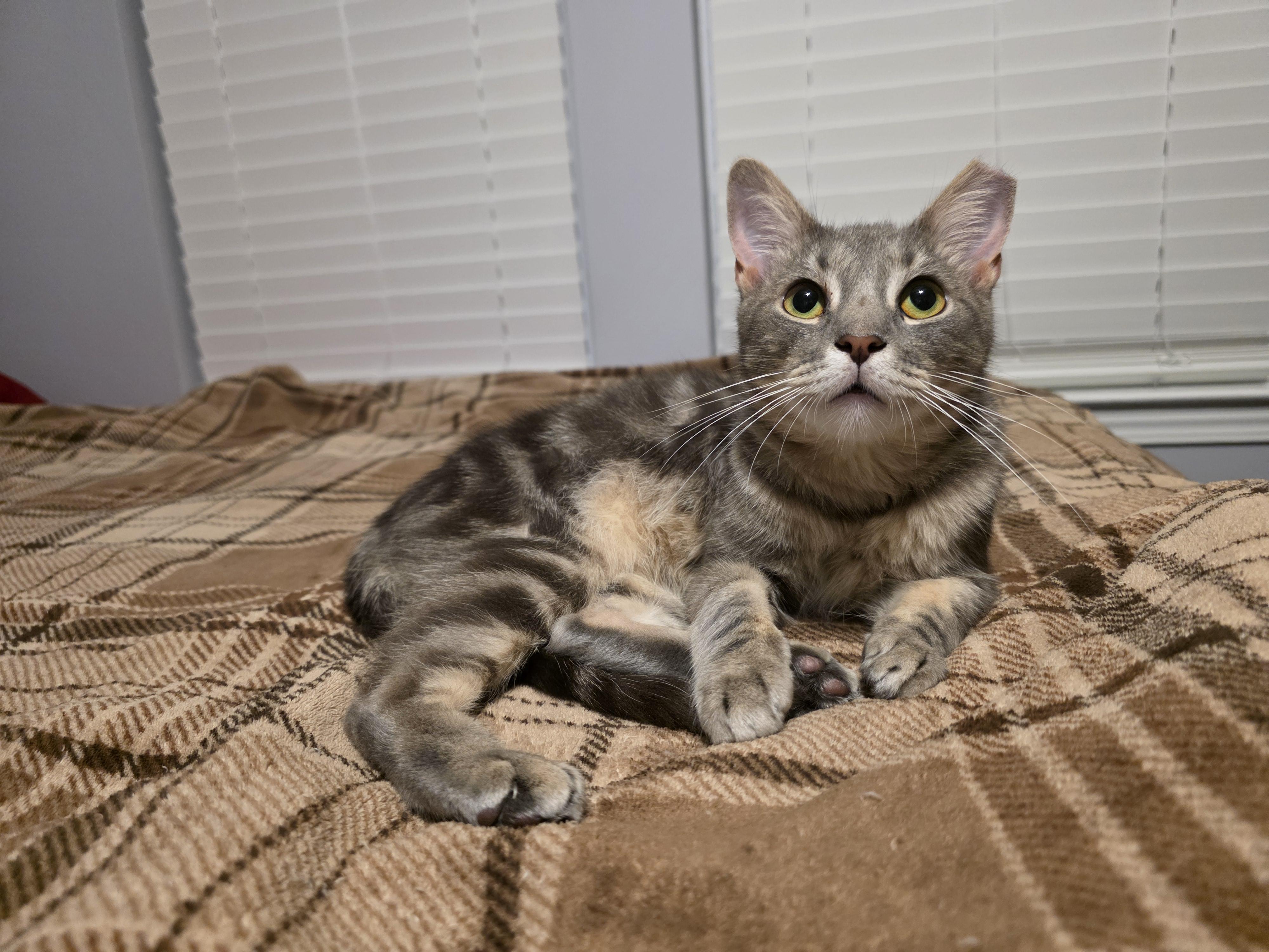 Enlarge Sparky, an adopted Domestic Short Hair in Wilmington, NC image 2/6