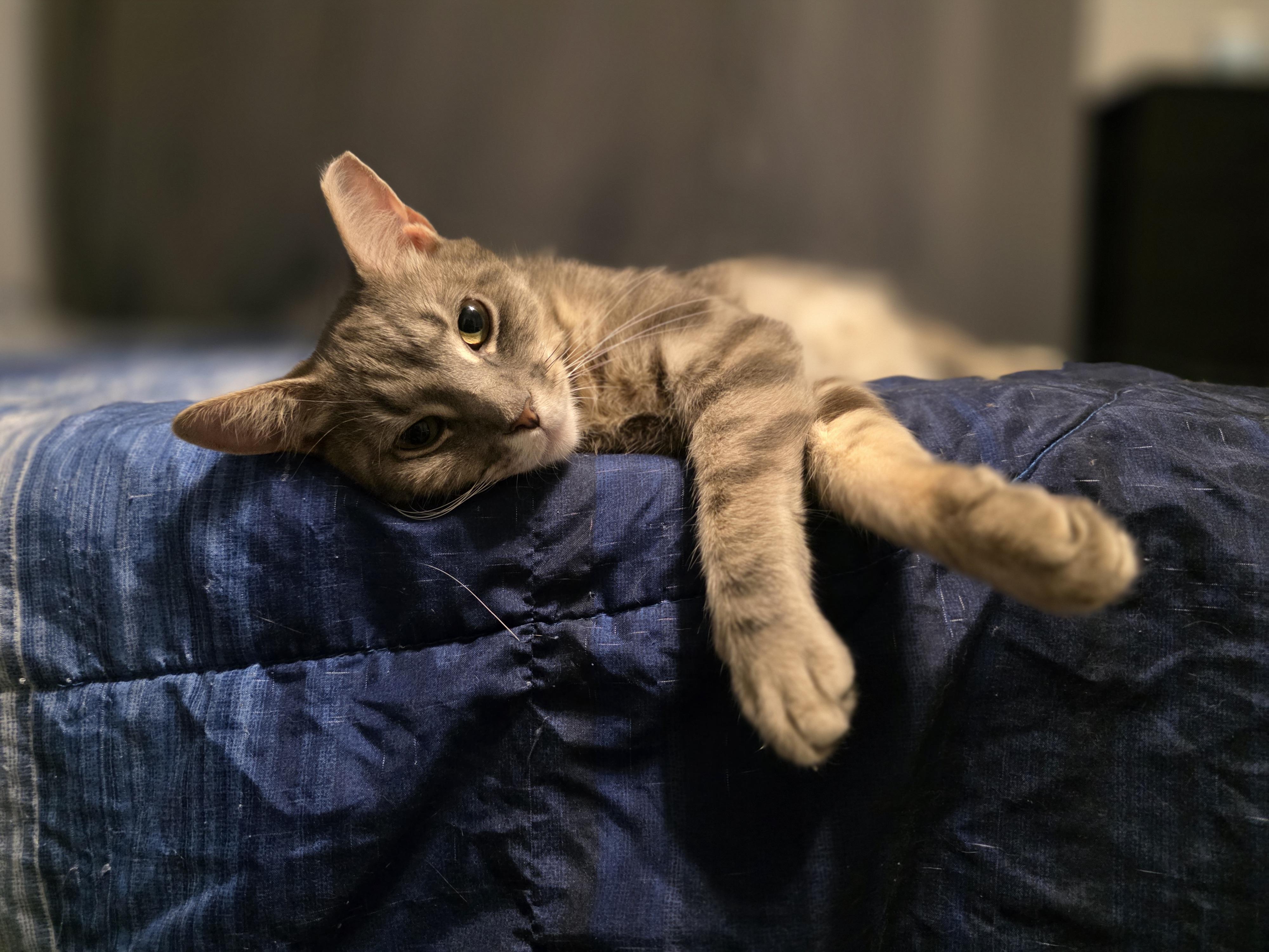 Enlarge Sparky, an adopted Domestic Short Hair in Wilmington, NC image 4/6