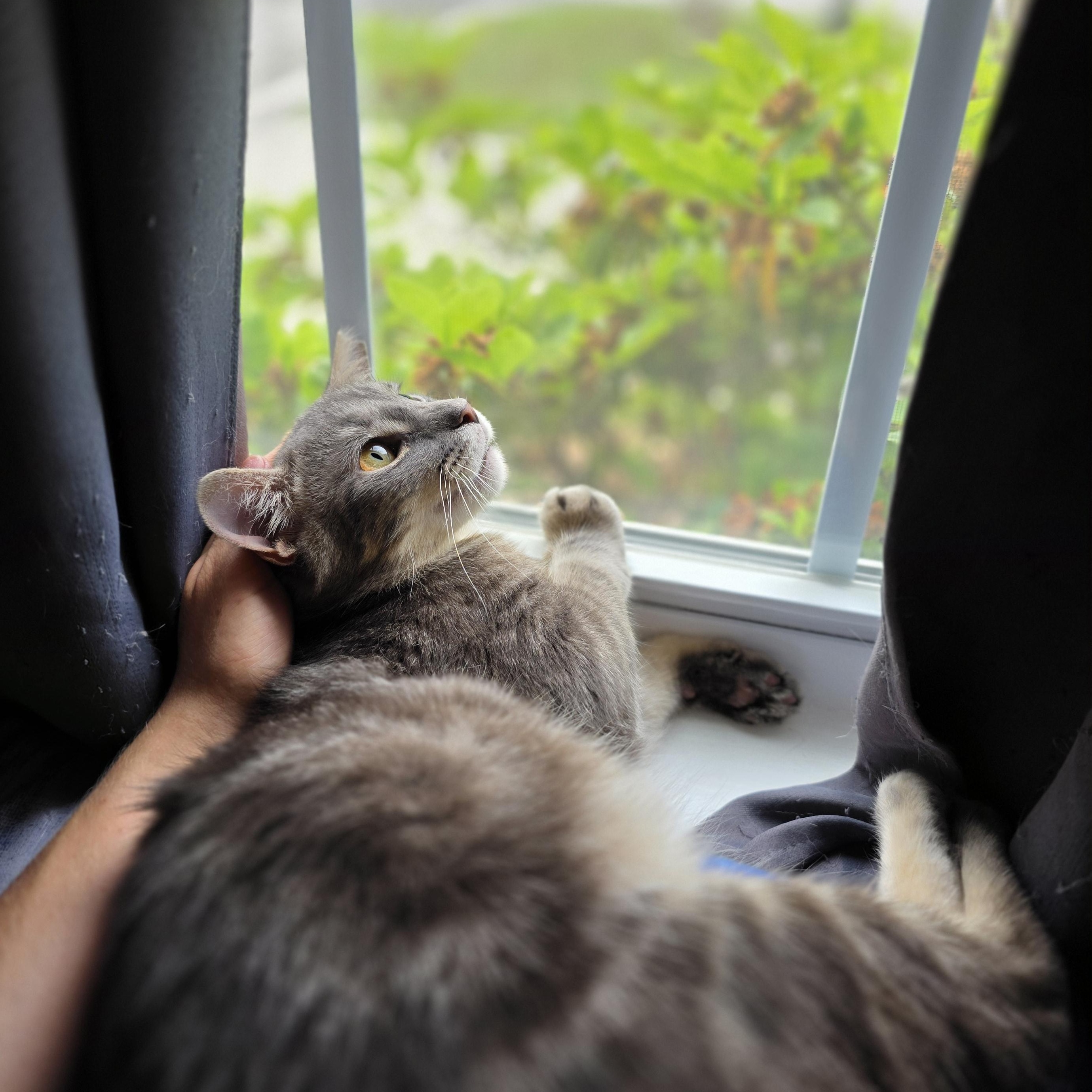 Enlarge Sparky, an adopted Domestic Short Hair in Wilmington, NC image 3/6