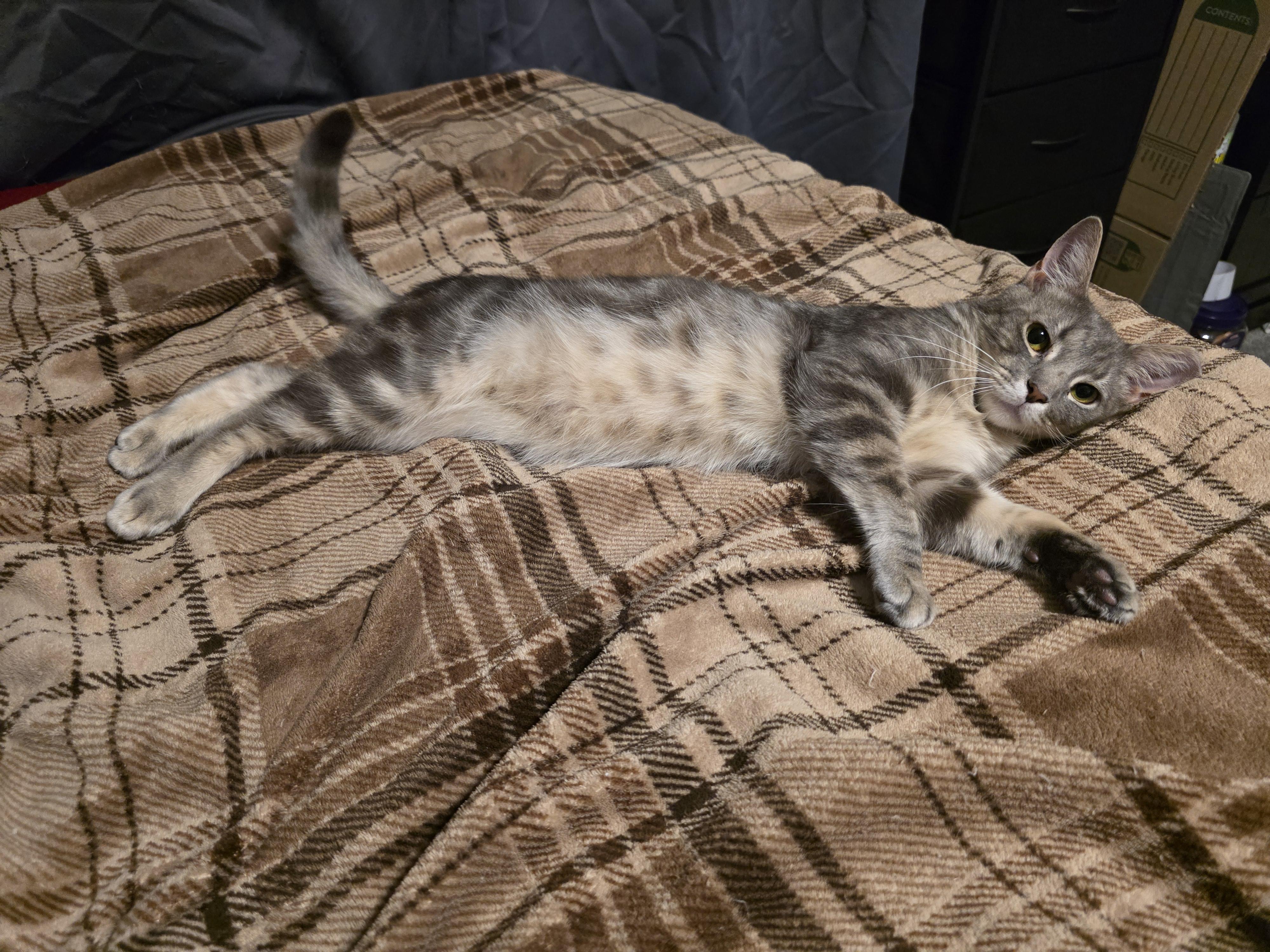 Enlarge Sparky, an adopted Domestic Short Hair in Wilmington, NC image 5/6
