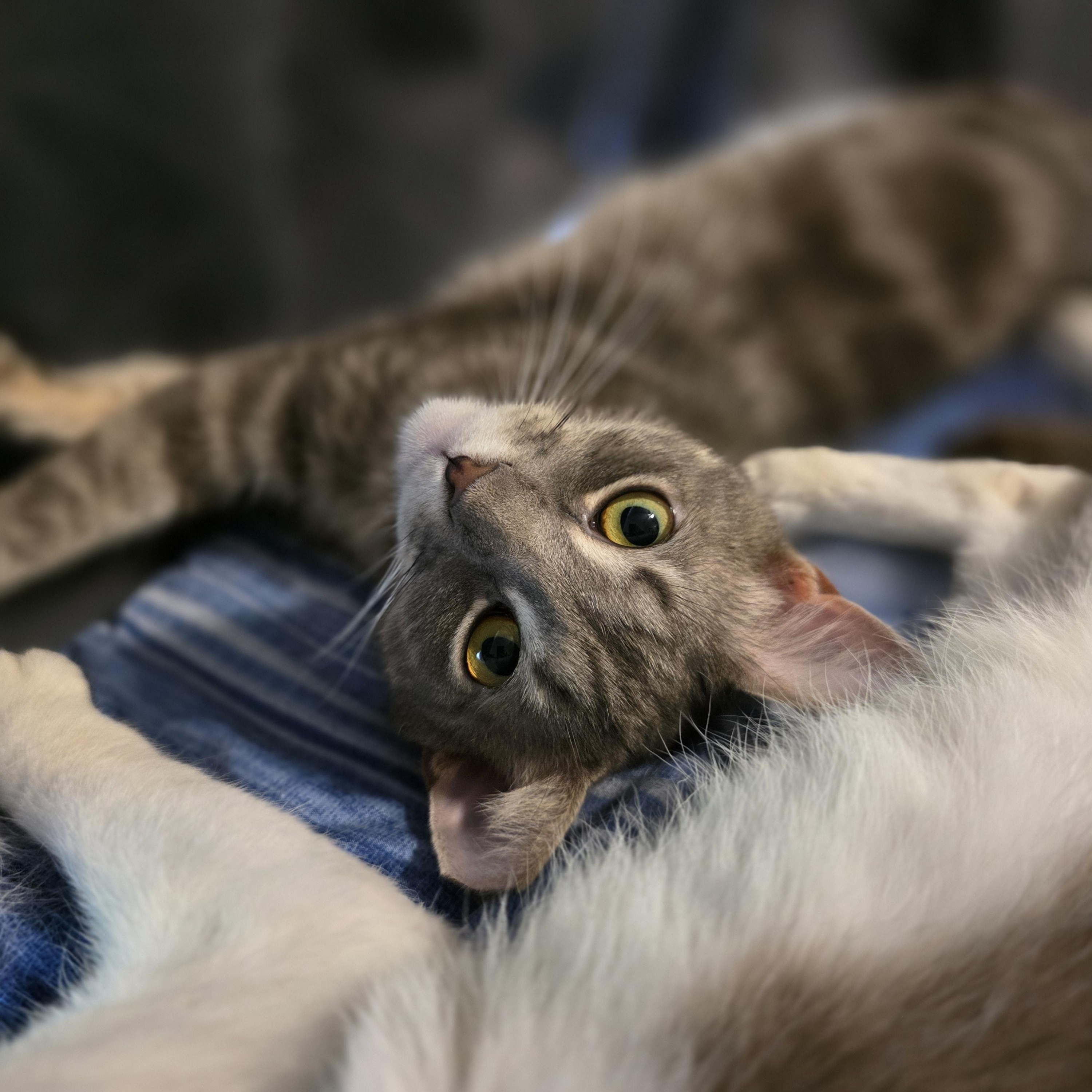 Enlarge Sparky, an adopted Domestic Short Hair in Wilmington, NC image 1/6