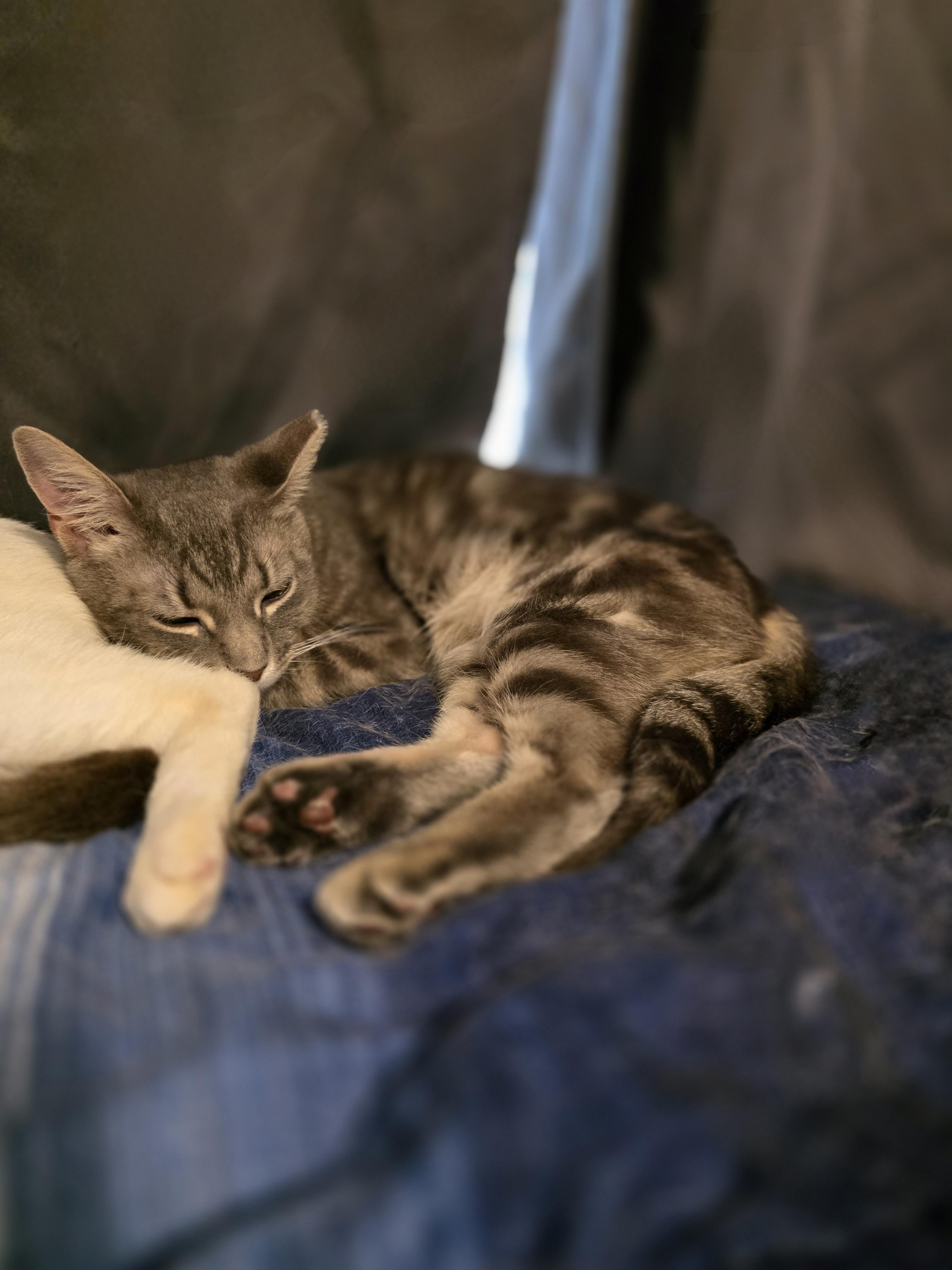 Enlarge Sparky, an adopted Domestic Short Hair in Wilmington, NC image 6/6