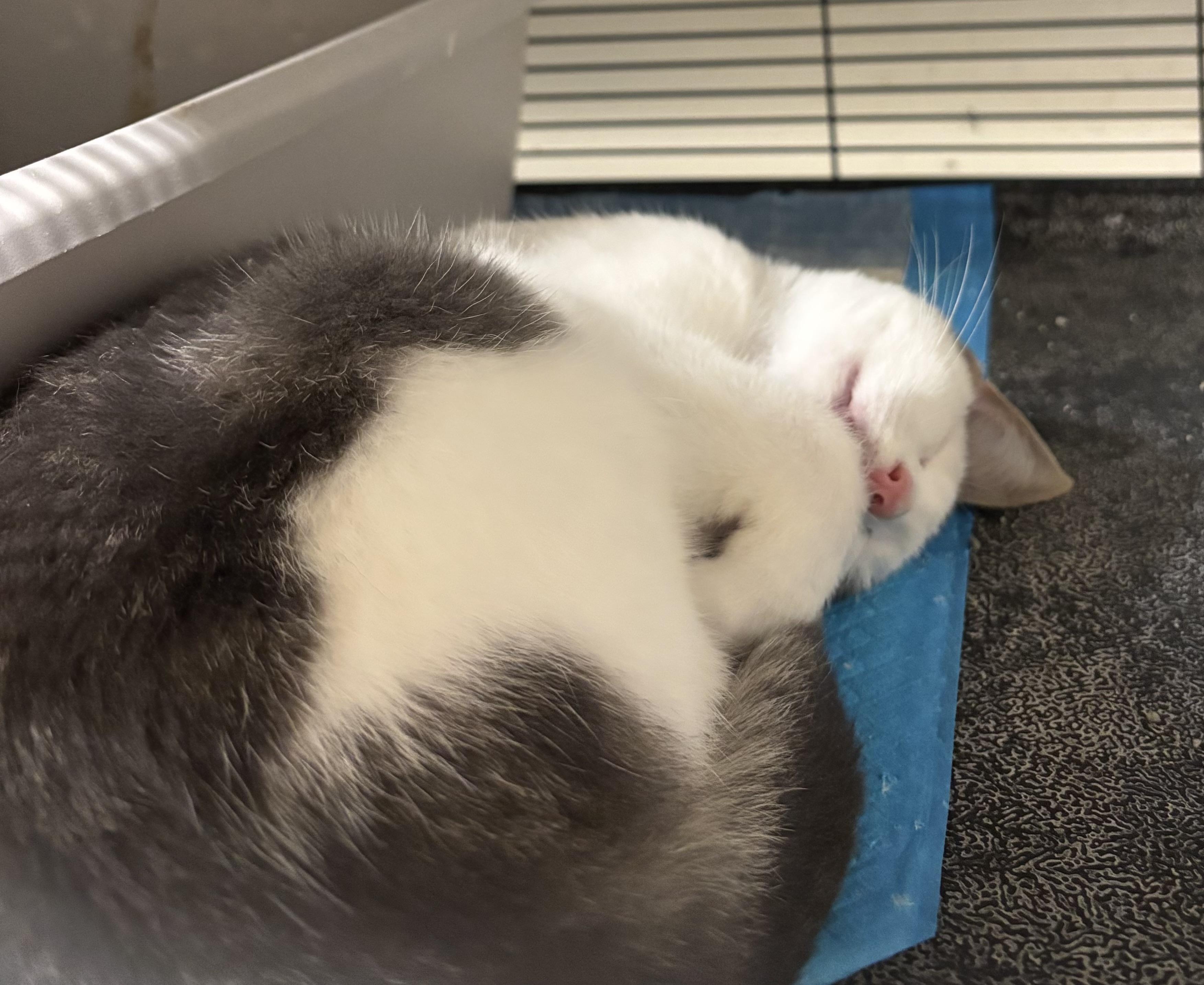 Gobi, Adoptable, Kitten Male Domestic Short Hair.
