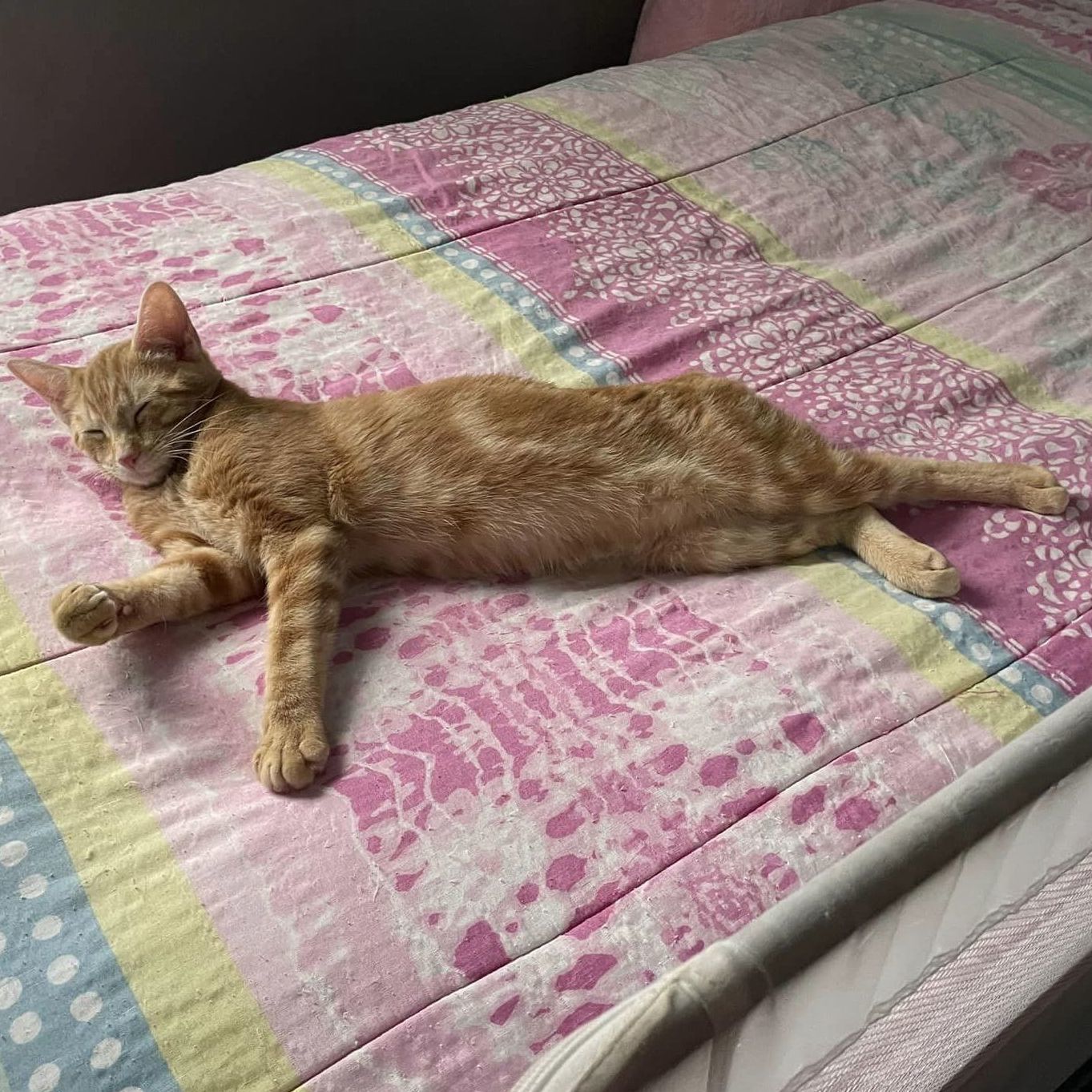 Enlarge Carlton, a Adoptable Domestic Short Hair image 10/14