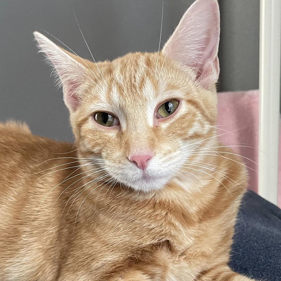 Carlton, a Adoptable Domestic Short Hair image 1/14