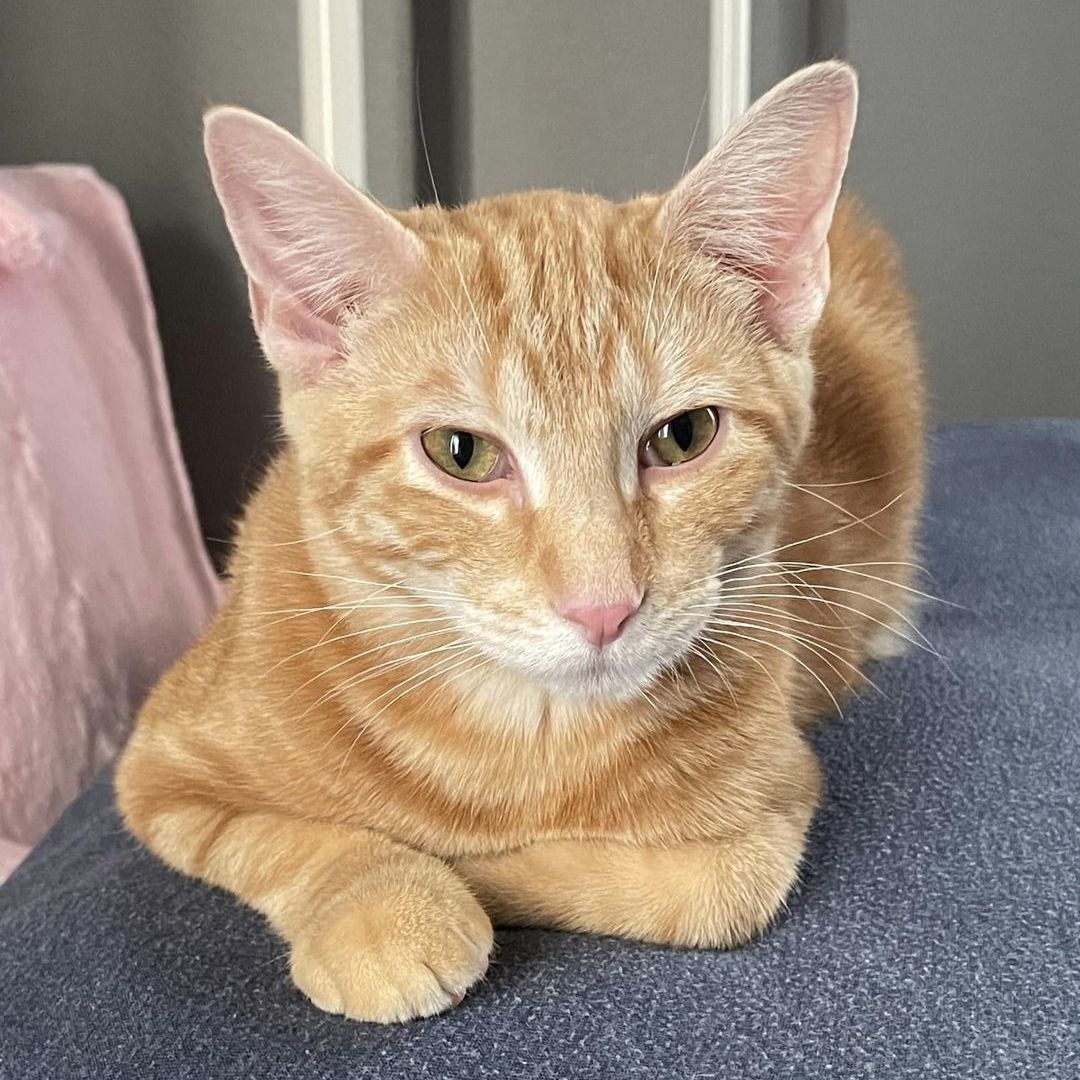 Enlarge Carlton, a Adoptable Domestic Short Hair image 11/14