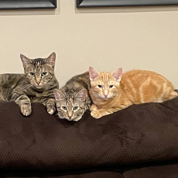 Enlarge Carlton, a Adoptable Domestic Short Hair image 12/14