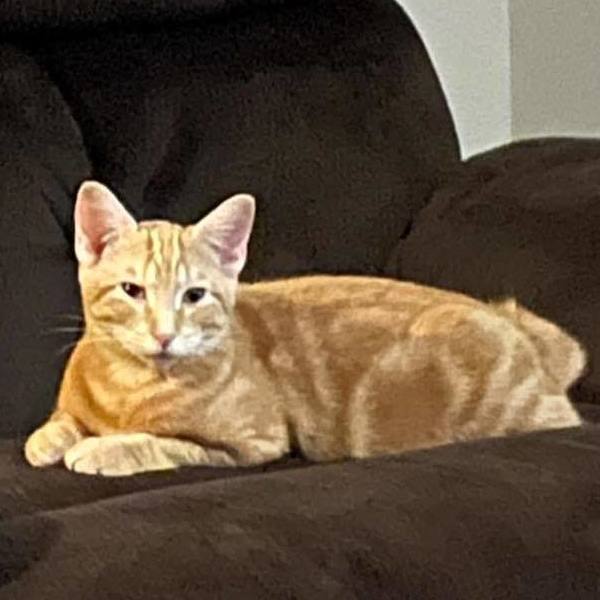 Enlarge Carlton, a Adoptable Domestic Short Hair image 13/14