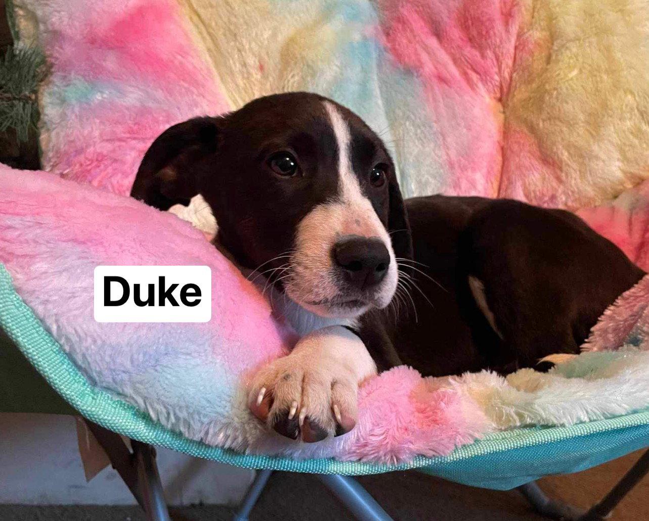 Enlarge Duke, a Adoptable Mixed Breed in Ridgefield, CT image 1/3