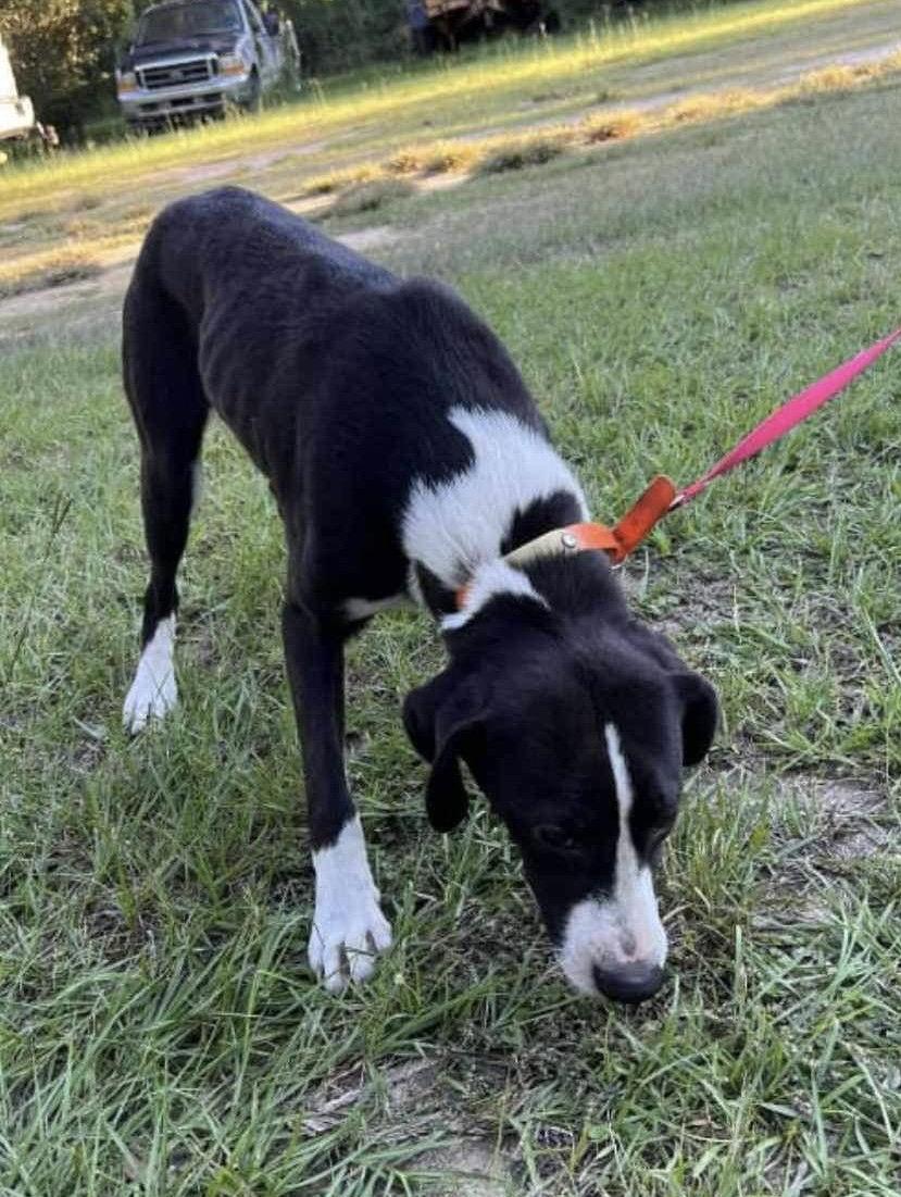 Enlarge Duke, a Adoptable Mixed Breed in Ridgefield, CT image 2/3