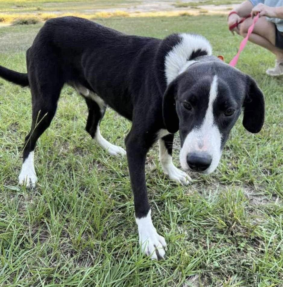 Enlarge Duke, a Adoptable Mixed Breed in Ridgefield, CT image 3/3