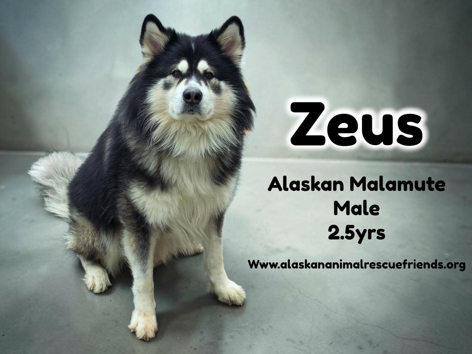 Zeus, Adopted, Adult Male Alaskan Malamute.