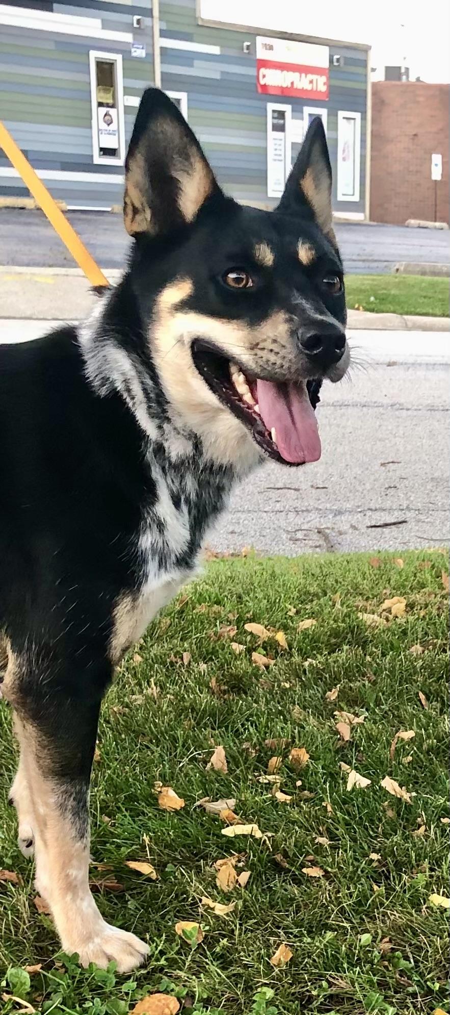 Enlarge Willow, a Adoptable mixed breed in Barrington Hills, IL image 2/2