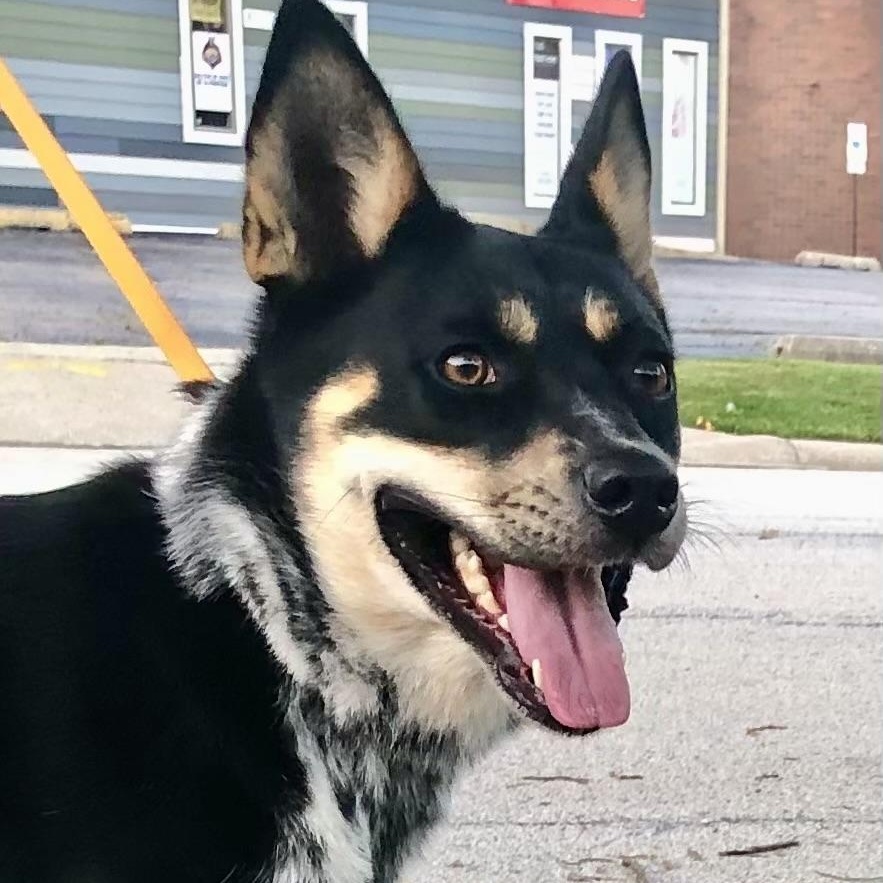 Willow, Adoptable, Young Female Cattle Dog.