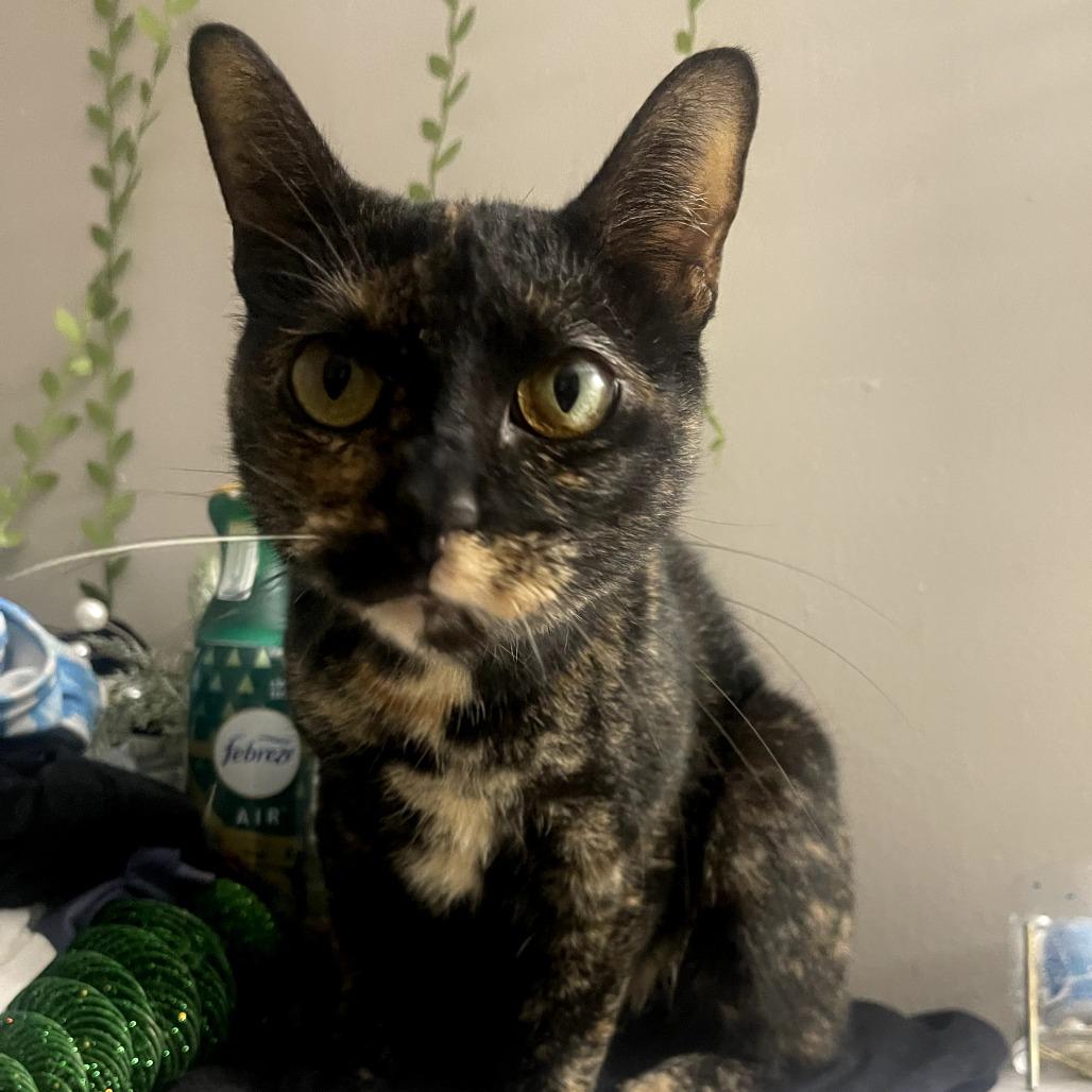 Macchiato — thumbnail 2