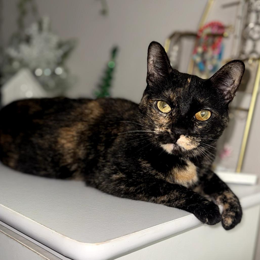 Macchiato — thumbnail 3