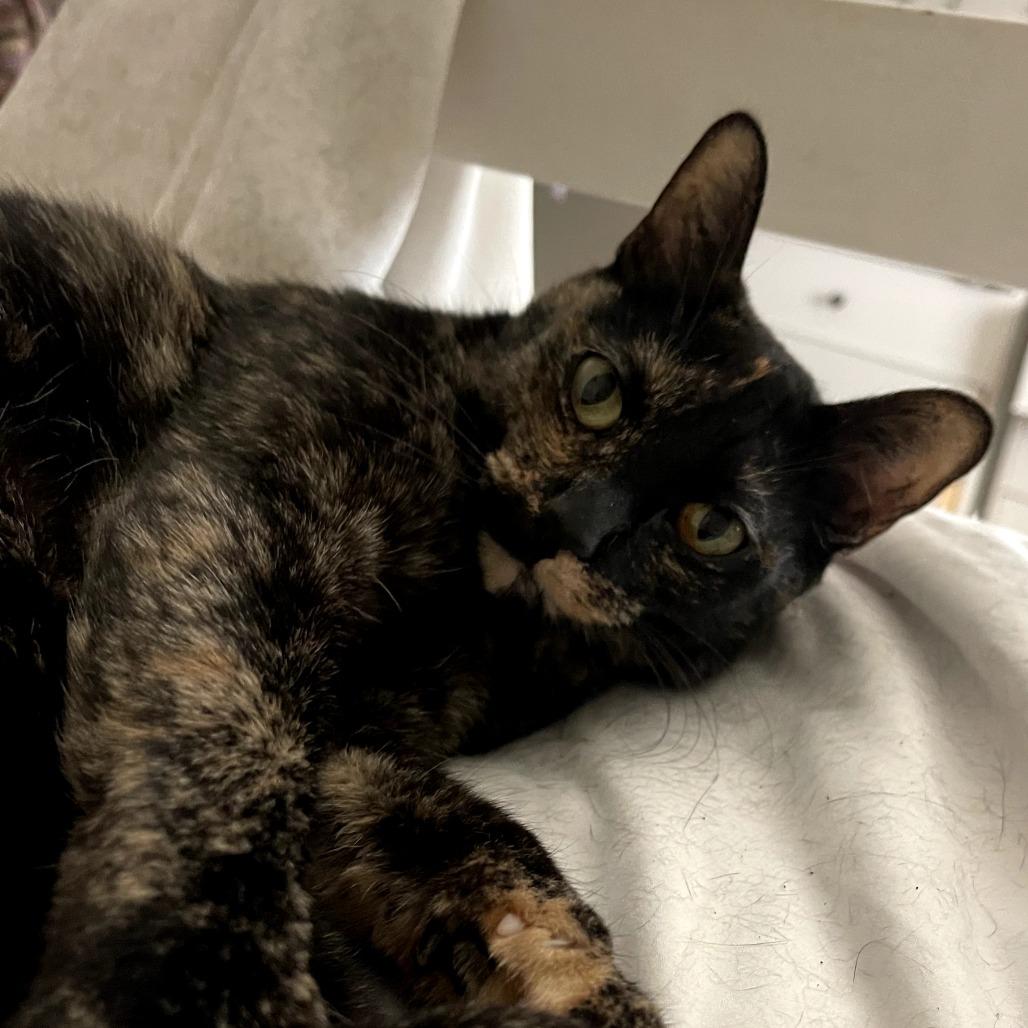 Macchiato — thumbnail 4