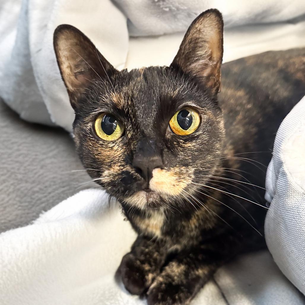 Macchiato — thumbnail 5