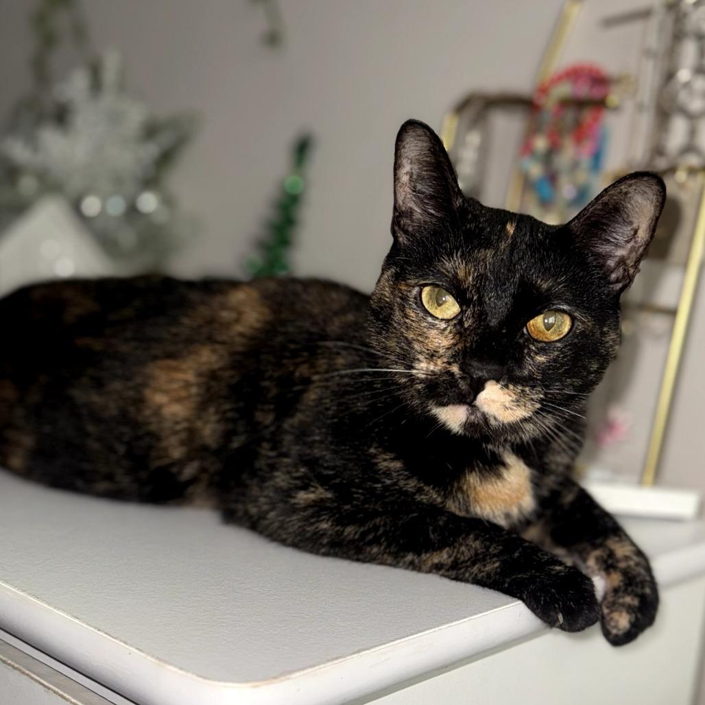 Macchiato — thumbnail 6