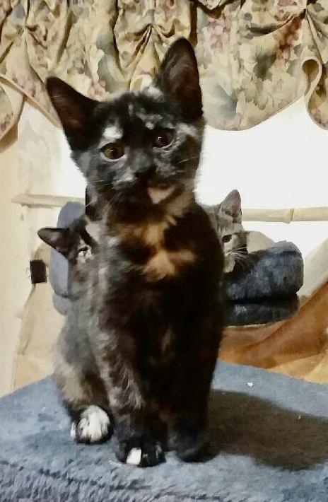 GABBY, Adoptable, Kitten Female Domestic Short Hair.