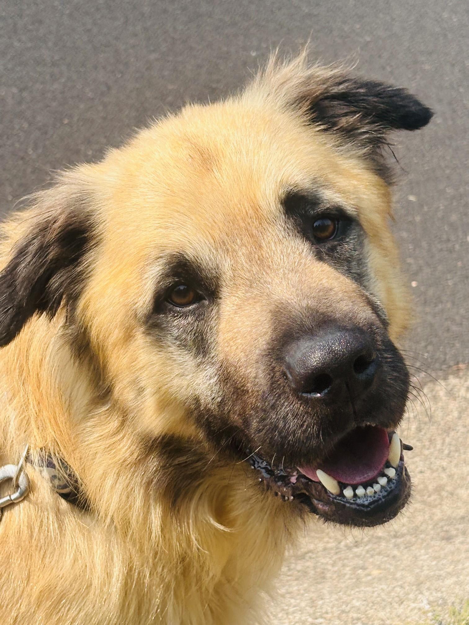 Enlarge Sully, a ADOPTABLE mixed breed in Waldport, OR image 2/2
