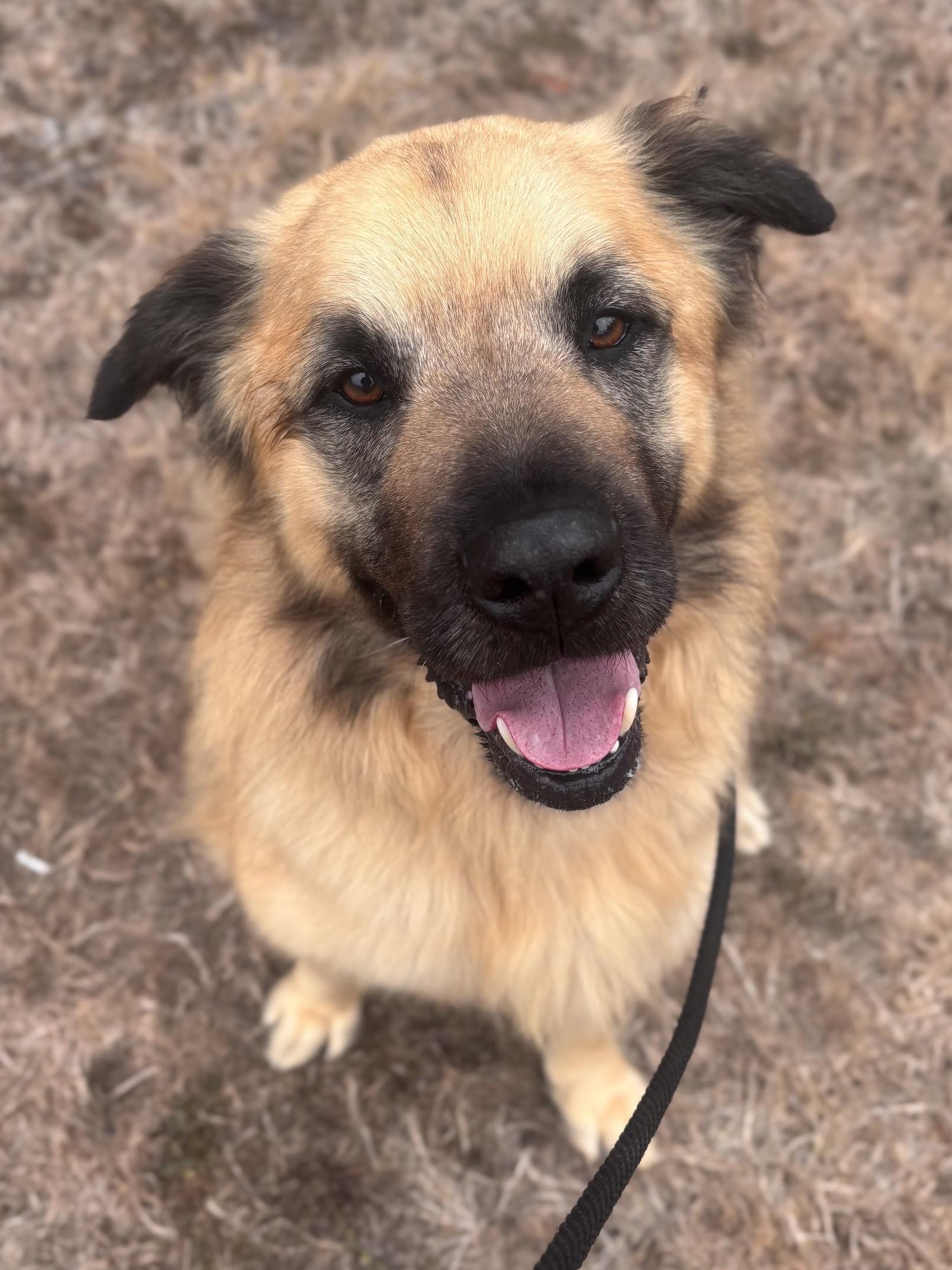 Sully, ADOPTABLE, Young Male Anatolian Shepherd & American Foxhound.