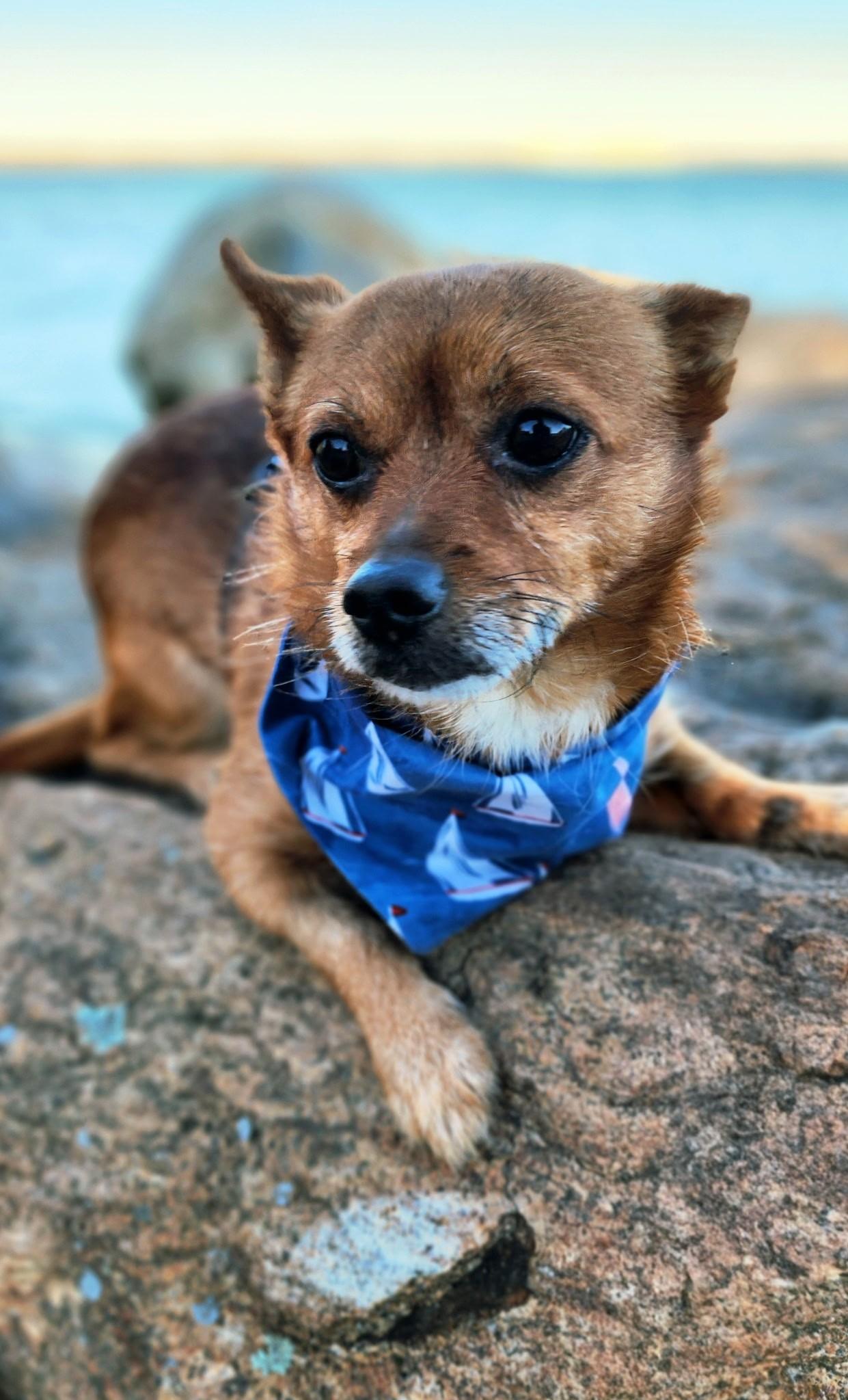 Max, a Adoptable mixed breed in Unionville, CT image 2/5