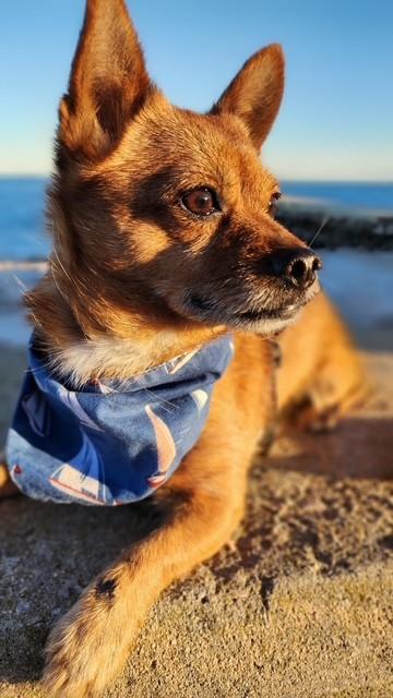 Max, Adoptable, Adult Male Terrier & Chihuahua.