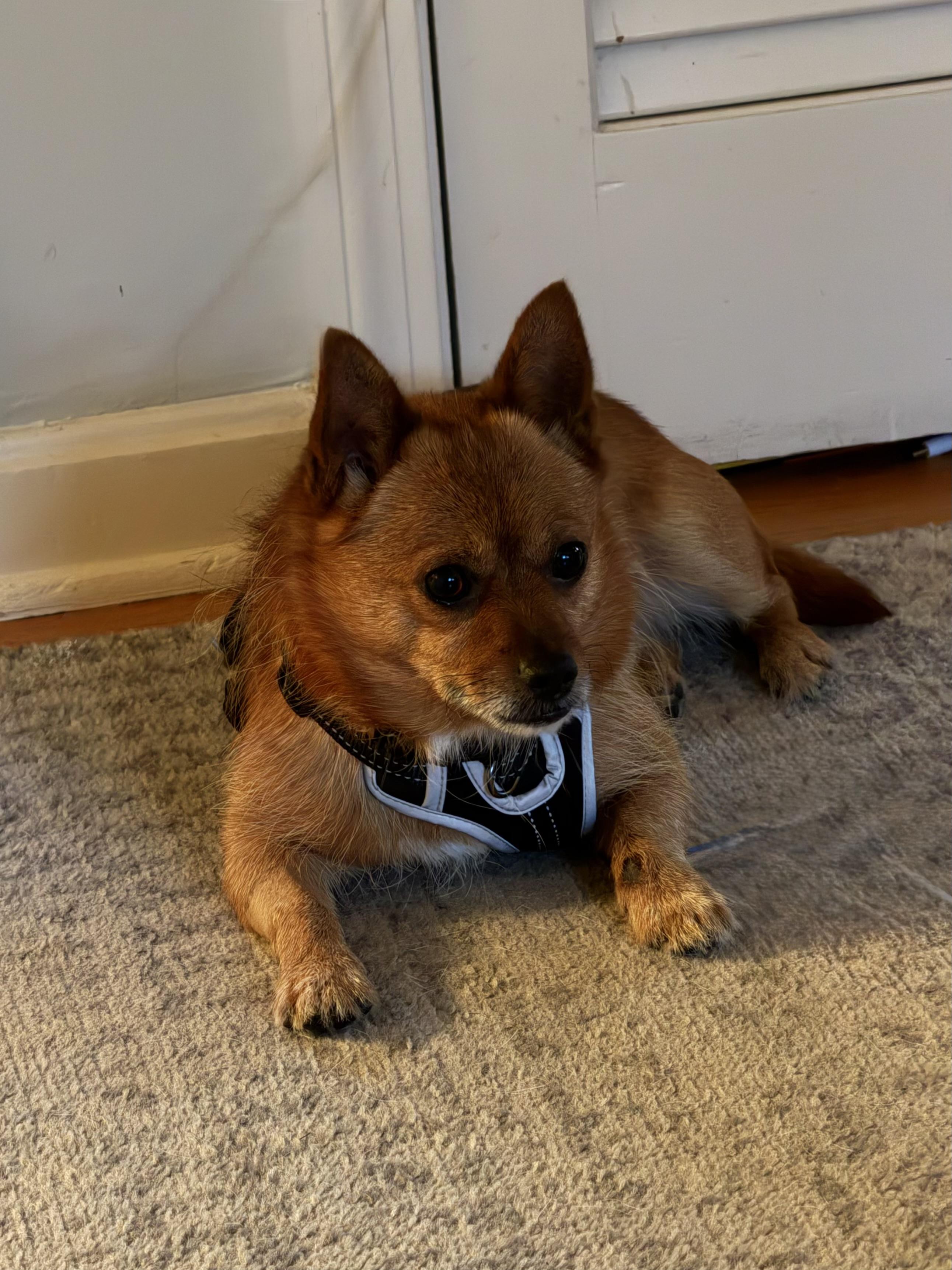 Max, a Adoptable mixed breed in Unionville, CT image 5/5