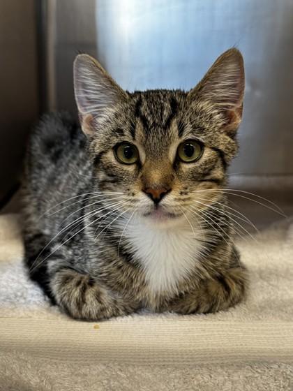 Enlarge Mochi Donut, a Adoptable mixed breed in Roseville, CA image 1/1