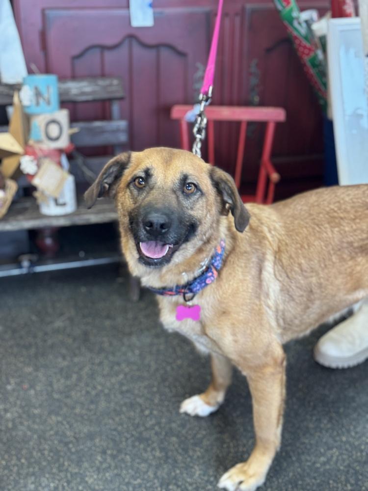 Enlarge Weather, a Adoptable mixed breed in Mundelein, IL image 2/6